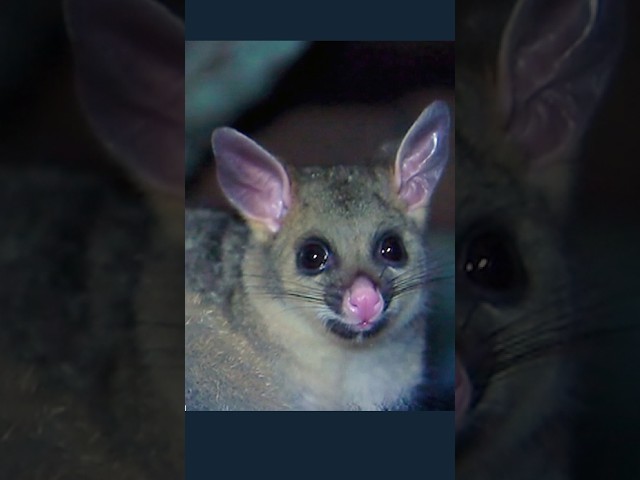 Possums: Menace or Misunderstood Neighbours? | Gardening Australia
