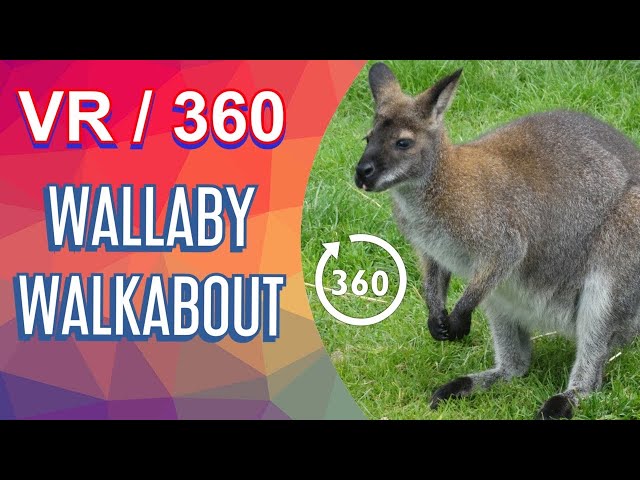 WALLABY WALKABOUT AT NORTHUMBERLAND COUNTY ZOO / IN 360