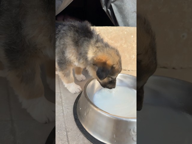 Chota don #shortsfeed #shorts #puppy #cutepuppy #ytshorts #shortsvideo #doglover