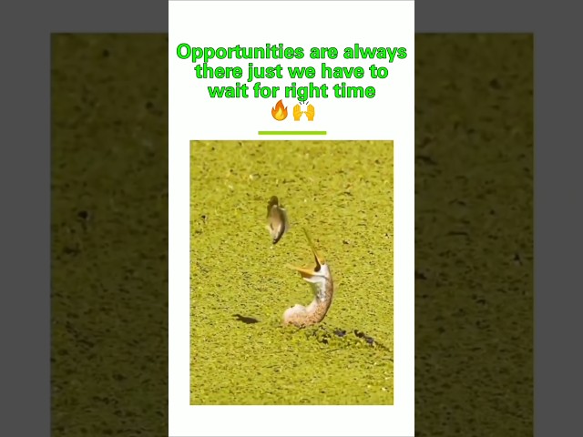 Opportunities are always there just we have to wait for right time 🔥🔥#clientes #corporatememes