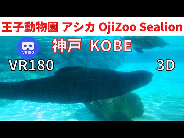 VR180  Japan KOBE Oji Zoo ”Sea lion” 神戸散歩 王子動物園 "アシカ"