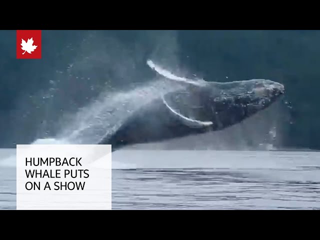 Incredible video shows humpback whale breaching near kayakers