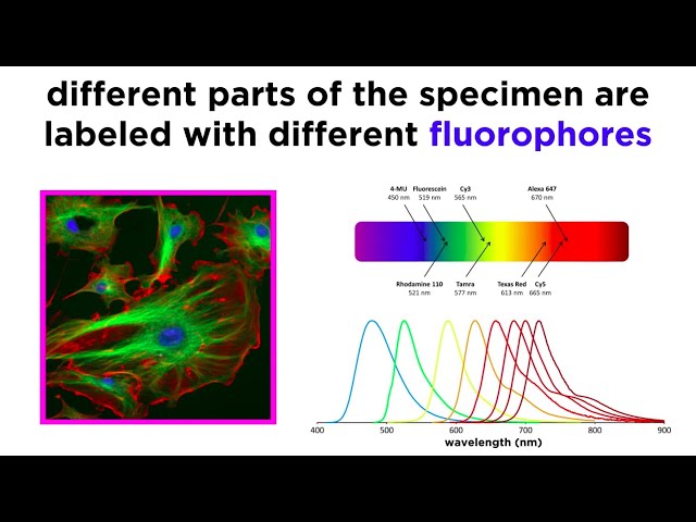Widefield and Confocal Fluorescence Microscopy