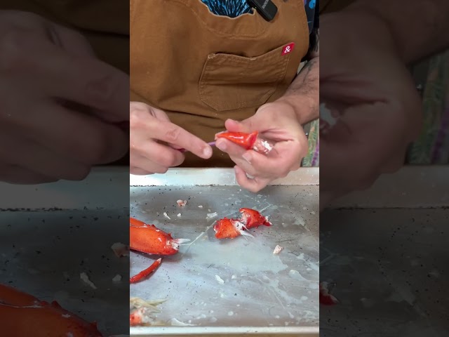 Lobster 101