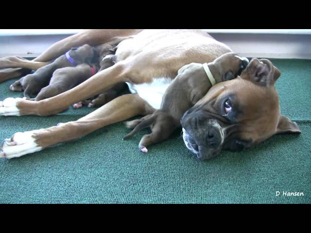 Boxer's Three-Day-Old Puppies (in HD)