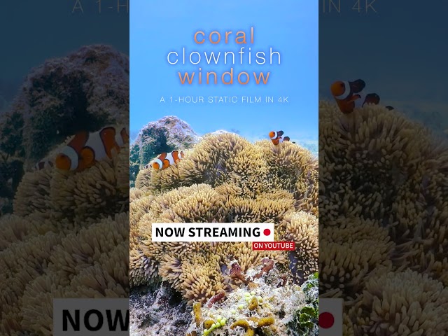 1 Hour Clownfish & Anemone Paradise #relaxation #underwater #4k