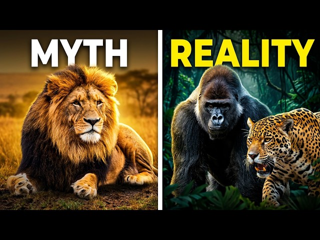 Lion vs Jungle: Can Lions Actually Survive in the Jungle?