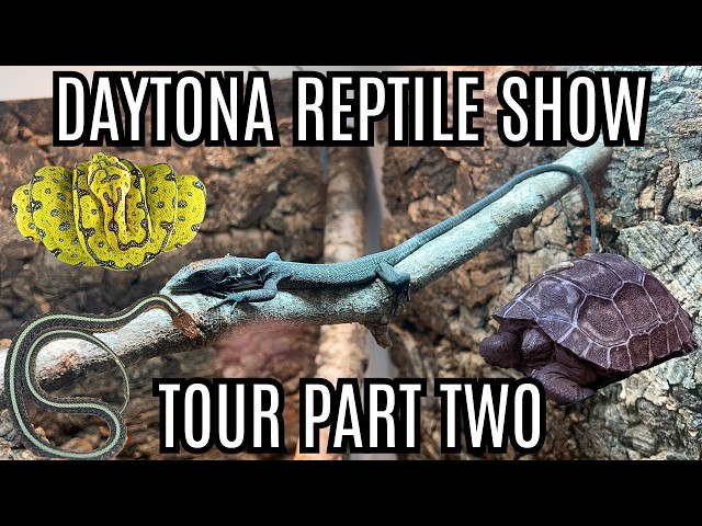 The BEST Animals At The National Reptile Breeders Expo!! | Part Two