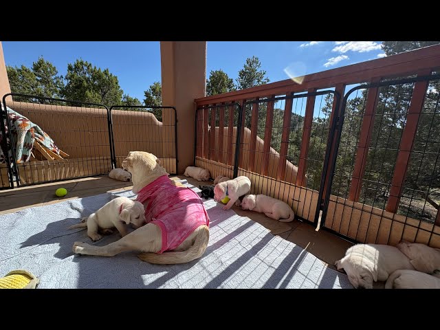 LIVE PUPPY CAM! Zoey's 9 Labrador Puppies GO OUTSIDE for the 1st time on their 5 WEEK Birthday! Pt 3