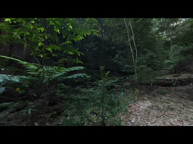 bush