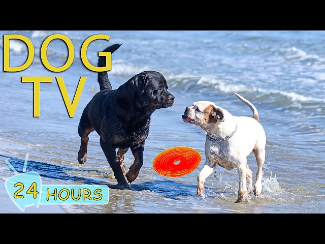 DOG TV: Best Videos for Dogs to Watch When Home Alone Help Relax All Day - Entertain Music for Dogs