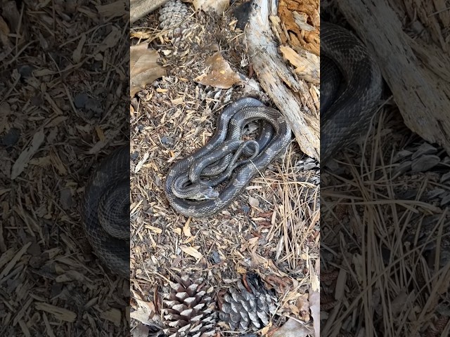 Flipping and Roadcruising for Snakes in North Alabama! Big Corn Snake and More
