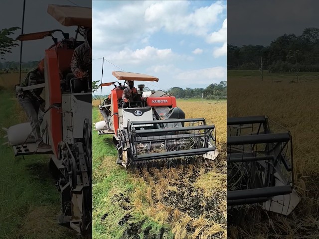 COMBINE HARVESTER KUBOTA DC93 eps 106 #kombisawah #combineharvester #kubota