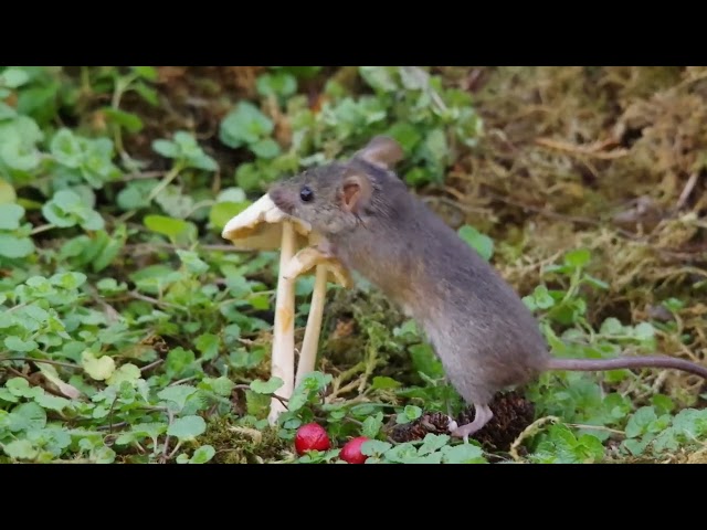 The little mouse and the Magical mushroom