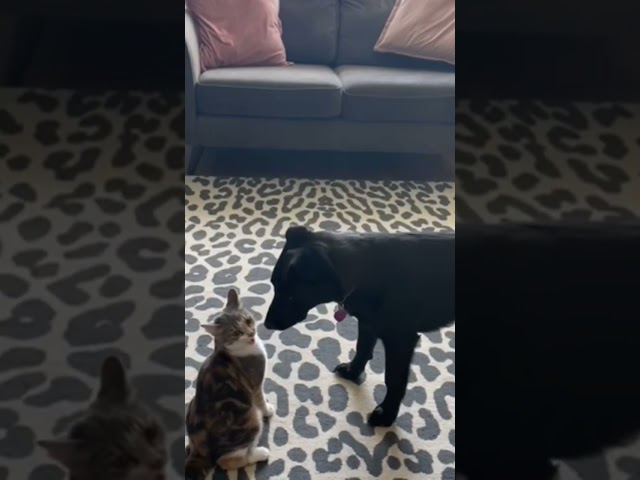 Cute Kitten Loves her Big Playmate #cutedog #cutecat #cutekitten #friends #pets #catanddogfunny