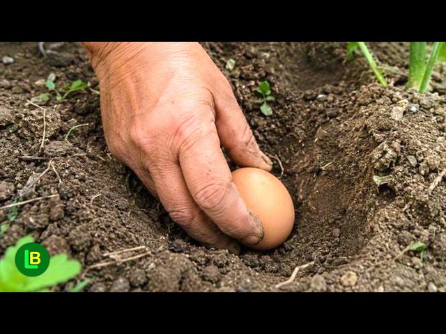 Bury eggs in the garden in autumn. Here's what to plant there in the spring