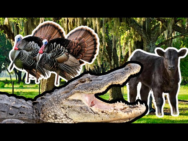Turkey Hunting South Florida & Rescuing Baby Calf From Gator Infested Canal