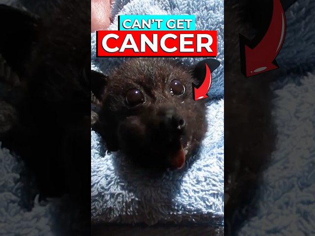 Scientists Discover Why Bats Don't Get Cancer