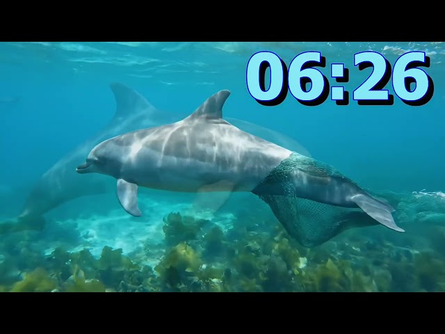 10 minute relaxing timer dolphin dream calm ocean countdown for relaxation focus classroom