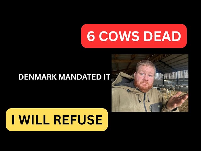 URGENT: Denmark Forced Farmers to Use Bovaer - 6 Cows Dead (I Will Refuse to use it)