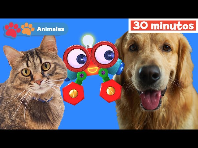 Mis Amigos Animales con Robi | Aprender animales | Educación para bebés | Mi Primera Universidad