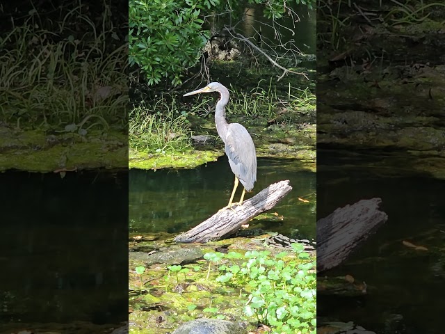 Beautiful Large Blue Heron