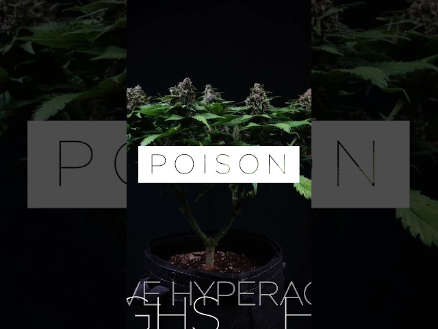 Tropicanna Poison F1 Fast Version by Sweet Seeds #shorts