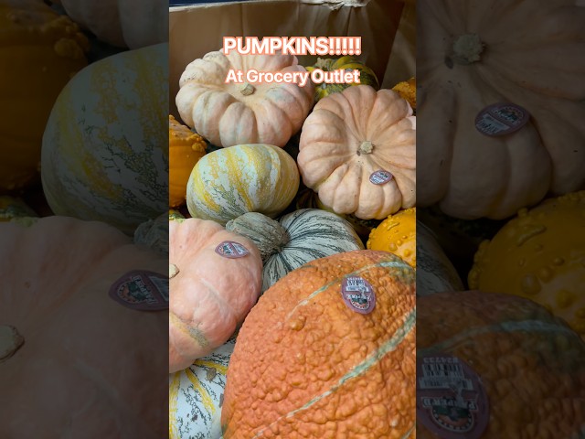 Pumpkins at Grocery Outlet