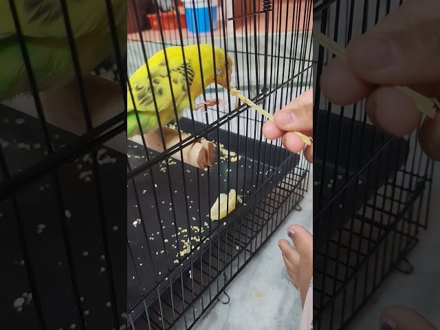 Feeding Budgies #pets #petlover #budgie #kids