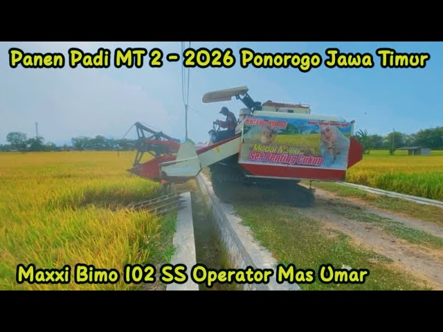Panen Padi MT 2 - 2O26 | Polorejo Babadan Ponorogo Jawa Timur 