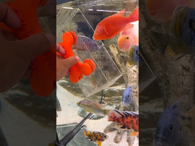 African Cichlid Freedom! 🤣💦 #aquarium