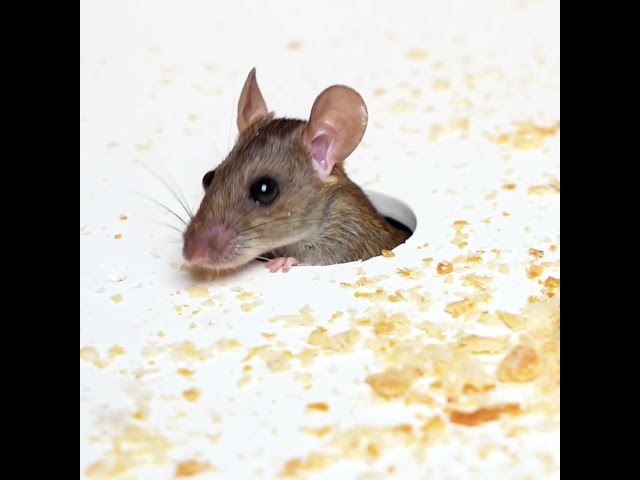 Cat TV! 🐀 REAL Mice in Hole Hunting GAME Video for Cat to Watch! #Shorts