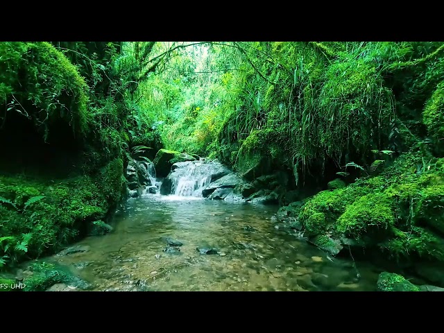 Pleasant Atmosphere in the Forest, Birdsong, Relaxing Stream Sound, ASMR