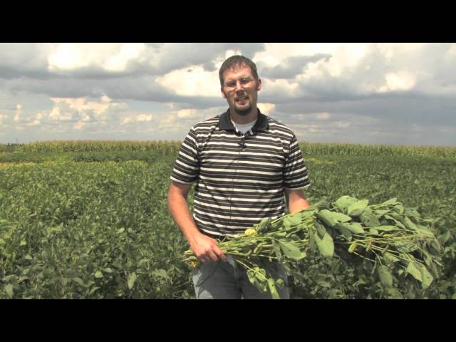 Estimating Soybean Yields - Simplified