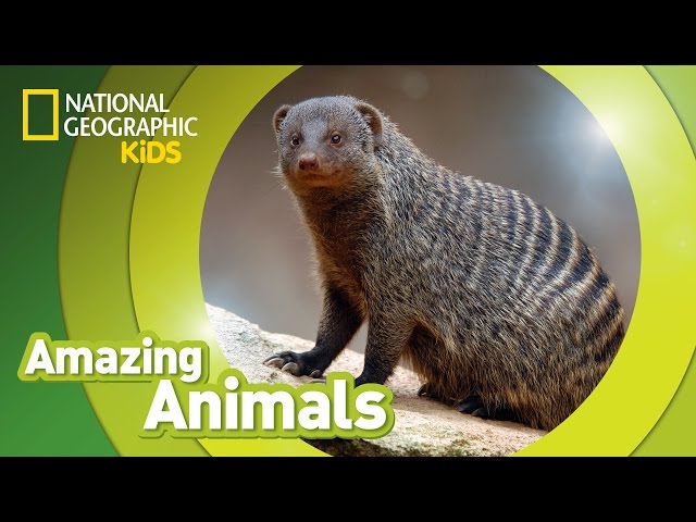 Banded Mongoose | Amazing Animals | Nat Geo Kids
