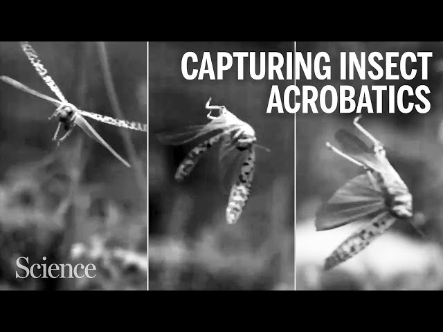 A new way to snoop on insect swoops and swirls