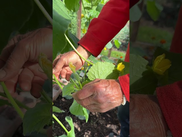 How to Grow Melons | Vertical or Ground Growing Methods
