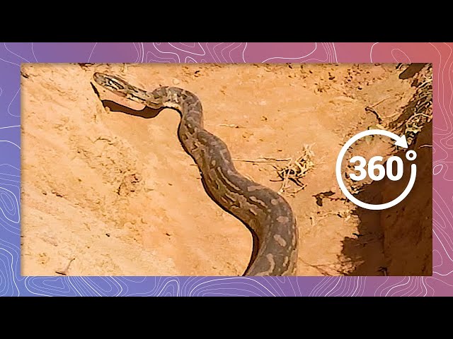 Rock Python Slithers Out Of Its Hole | Wildlife In 360 VR