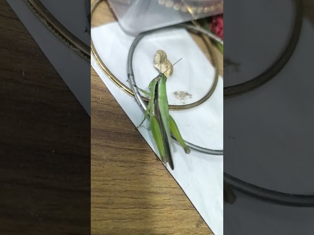 grasshopper  #foryou #fypシ゚viral #shorts #insects #trendingshorts #ytshorts