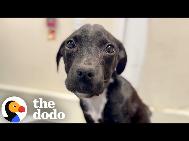 Puppy Mistaken For 9 Weeks Old Makes An Incredible Comeback | The Dodo