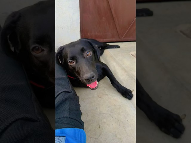 Vitamin ki Goli Jimmy 🐶 & Tiger 🐕| #dog #dogs #animals #animal #pets #pet #viral #shorts #trending