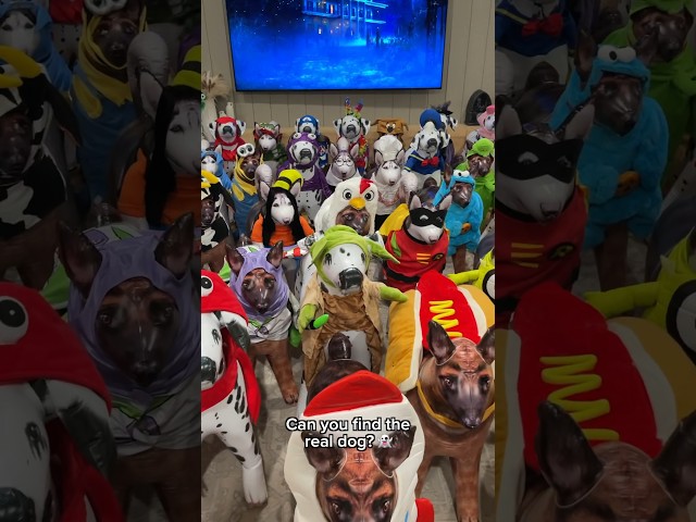 Can you find the real dog? š» #shorts