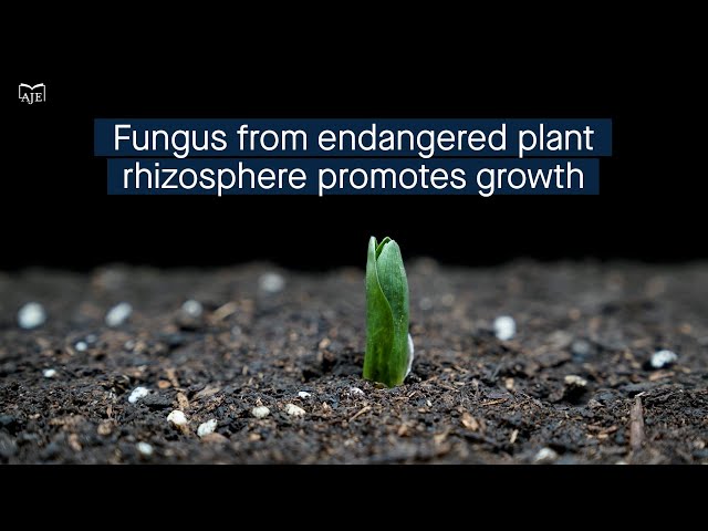 Synthetic microbial community promotes the growth of the endangered plant Lilium tsingtauense