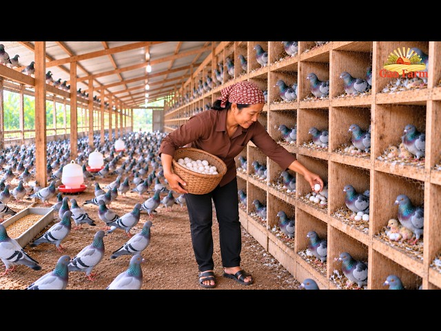 How 5,000 Pigeons Are Raised on a Rural Farm - pigeon farm