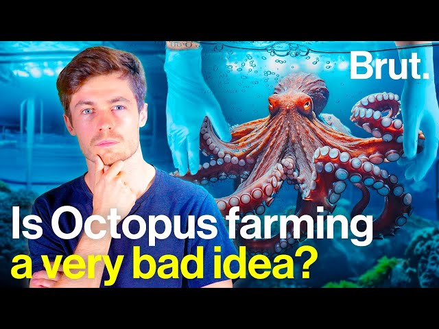 Why is intensive octopus farming a cause for concern?