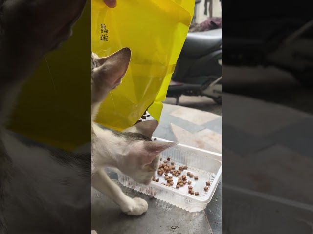 Feeding 4 Cats At Once Is Total Chaos 🕒
