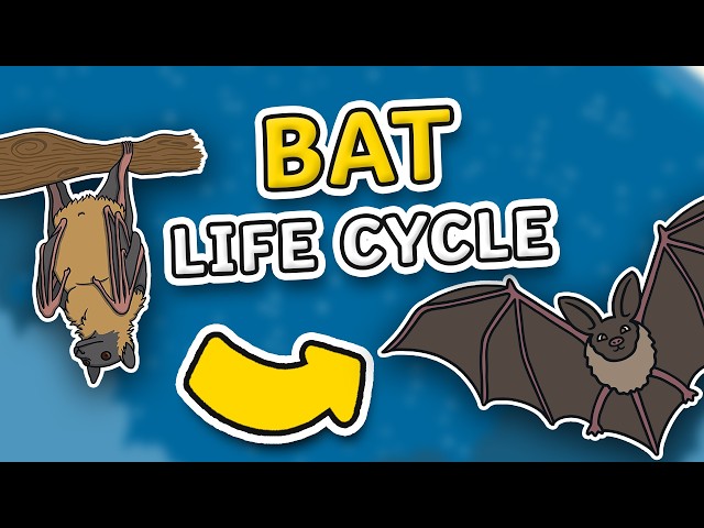 The Life Cycle of a Bat | Bat Life Cycle | All About Bats for Kids!