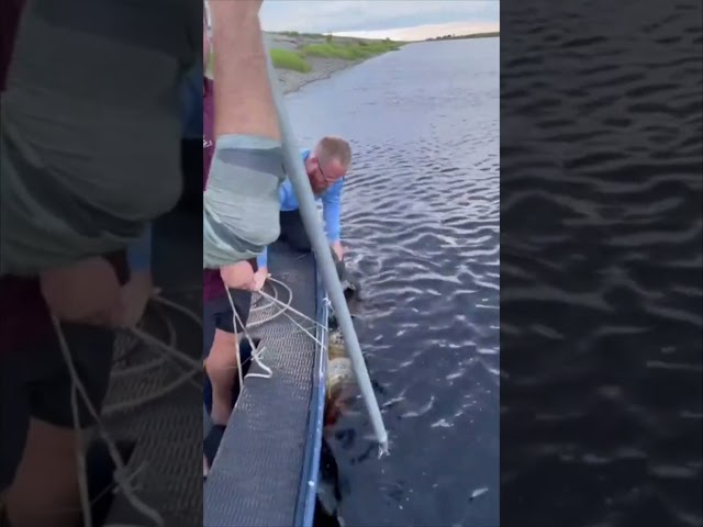 GIANT ALLIGATOR CAPTURED! 8/15#viral #short #youtubeshorts #shorts #viralvideo #youtube #shortvideo