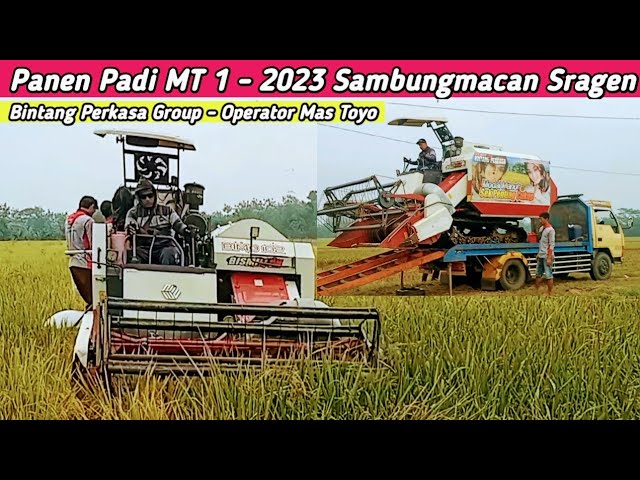 Panen Padi MT 1 - 2023 | Sambungmacan Sragen | Bintang Perkasa Group Operator Mas Toyo
