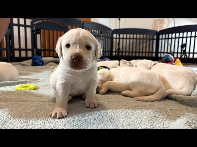 No WAY?!? 9 Wiggly Adorable Lab Puppies are Weighed in on Day 25 #labrador #puppy #cutepuppy